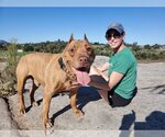 Small #9 American Pit Bull Terrier Mix