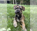 Small #3 Boxer Mix