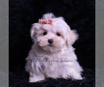 Small Photo #20 Maltese Puppy For Sale in WARSAW, IN, USA