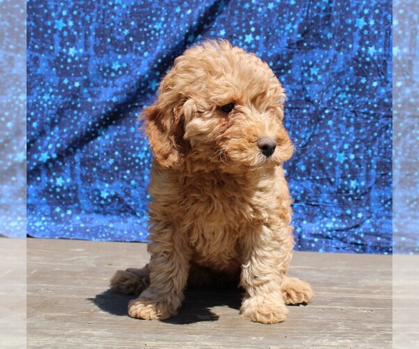 Medium Photo #10 Goldendoodle (Miniature) Puppy For Sale in BLOOMINGTON, IN, USA