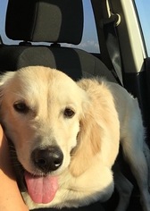 Golden Retriever Puppy for sale in DALLAS, TX, USA