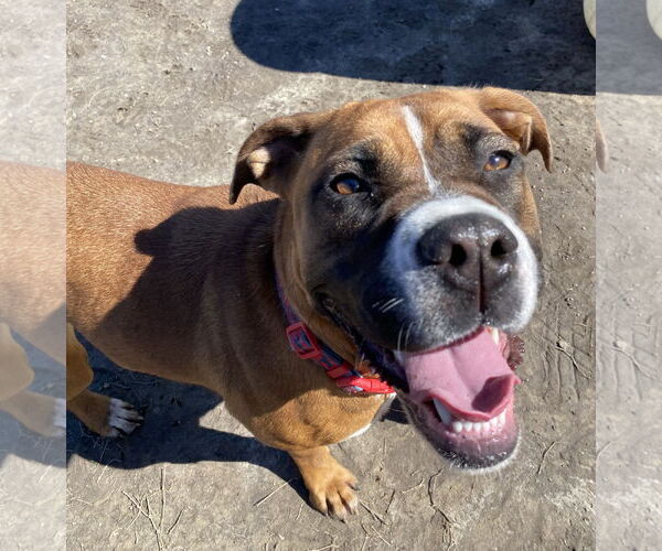 Medium Photo #2 Boxer-Unknown Mix Puppy For Sale in Virginia Beach, VA, USA
