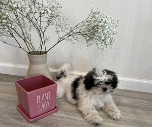 Shih Tzu Puppy for sale in FREMONT, CA, USA