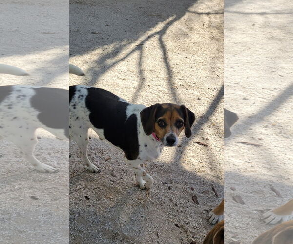 Medium Photo #1 Beagle Puppy For Sale in Las Vegas, NV, USA