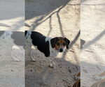 Small Beagle