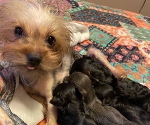 Mother of the Yorkshire Terrier puppies born on 05/31/2025