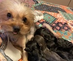 Small Photo #1 Yorkshire Terrier Puppy For Sale in JOHNSTOWN, PA, USA