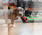 Small #1 Labrador Retriever Mix