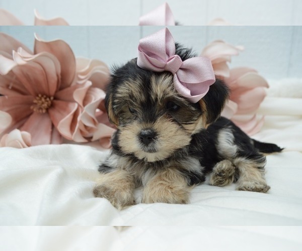 Medium Photo #1 Morkie Puppy For Sale in HONEY BROOK, PA, USA