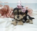 Small Photo #1 Morkie Puppy For Sale in HONEY BROOK, PA, USA