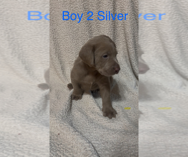 Medium Photo #5 Labrador Retriever Puppy For Sale in INEZ, KY, USA
