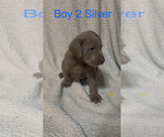 Small #4 Labrador Retriever