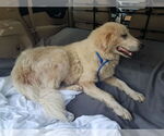 Small #9 Great Pyrenees Mix