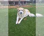 Small #1 Great Pyrenees