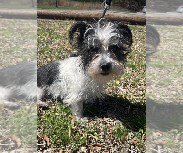 Medium Photo #1 Mutt Puppy For Sale in Candler, NC, USA