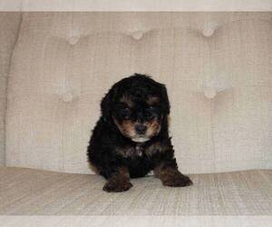 YorkiePoo Puppy for sale in MOCKSVILLE, NC, USA