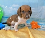 Small #12 Dachshund