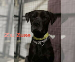 Zuse - Male Labrador Retriever-Unknown Mix Dog for Adoption - Photo #14