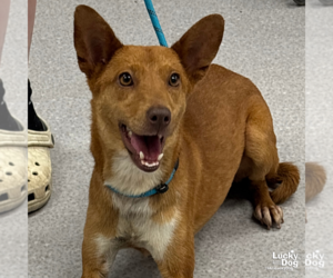 Feist Terrier-Unknown Mix Dogs for adoption in Washington, DC, USA