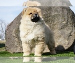 Small #4 Chow Chow