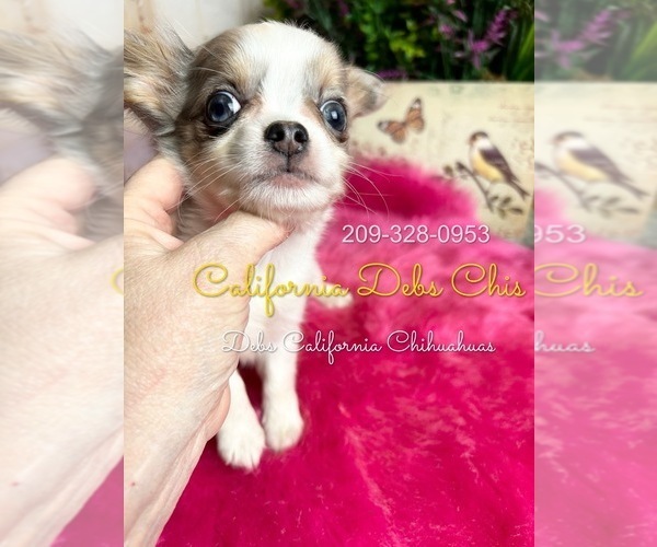 Medium Photo #2 Chihuahua Puppy For Sale in TRACY, CA, USA
