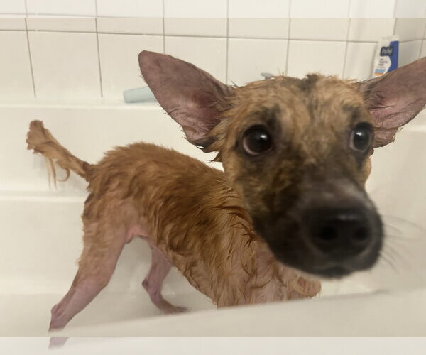 Medium Photo #2 Chihuahua-Unknown Mix Puppy For Sale in Aurora, CO, USA
