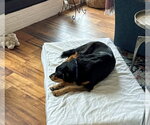 Small #4 Mutt