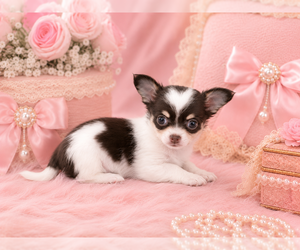 Chihuahua Puppy for sale in ORLANDO, FL, USA