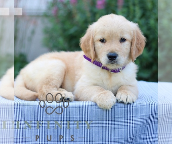 Medium Photo #3 Golden Retriever Puppy For Sale in LITITZ, PA, USA
