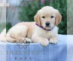 Small #2 Golden Retriever