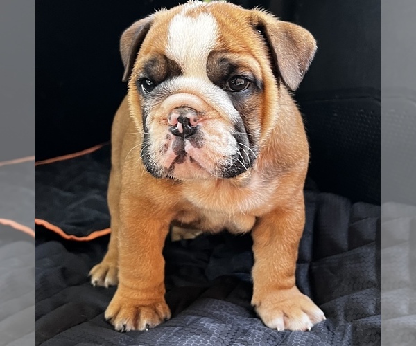 Medium Photo #30 Bulldog Puppy For Sale in STOCKBRIDGE, GA, USA