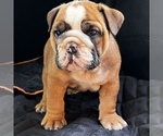 Small Photo #30 Bulldog Puppy For Sale in STOCKBRIDGE, GA, USA