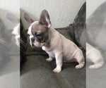 Small Photo #14 French Bulldog Puppy For Sale in BLUE MOUND, TX, USA