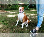 Small #3 American Pit Bull Terrier Mix