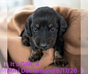 Dachshund Puppy for sale in MONTPELIER, OH, USA