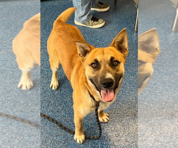 Medium Photo #1 Mutt Puppy For Sale in Tarboro, NC, USA