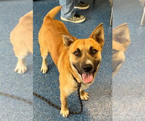 Mutt Dogs for adoption in Tarboro, NC, USA