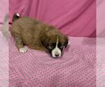 A614029 - Female Australian Shepherd-Unknown Mix Dog for Adoption - Small photo