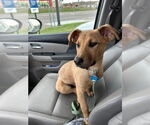 Small #10 Retriever  Mix