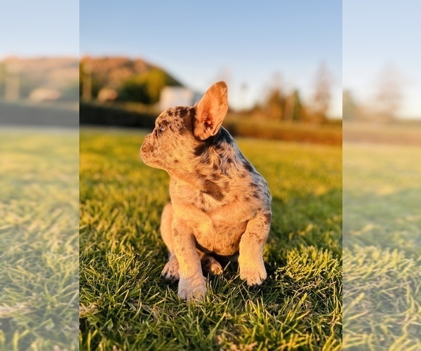 Medium Photo #5 French Bulldog Puppy For Sale in SAN BERNARDINO, CA, USA