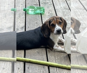 Medium Beagle