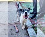 Small #3 American Bulldog Mix
