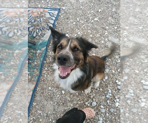 Medium Photo #6 Australian Shepherd-Unknown Mix Puppy For Sale in Foristell, MO, USA