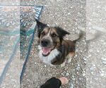 Small #5 Australian Shepherd Mix