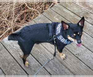 Solomon - Male Chipin Dog for Adoption - Photo #2