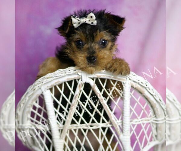 Medium Photo #52 Yorkshire Terrier Puppy For Sale in WARSAW, IN, USA