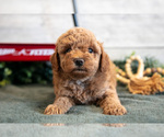 Small #1 Goldendoodle (Miniature)