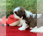 Small Photo #5 Shih Tzu Puppy For Sale in BUFORD, GA, USA