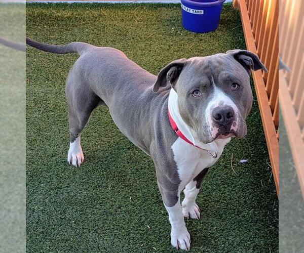 Medium Photo #2 Mutt Puppy For Sale in Las Vegas, NV, USA