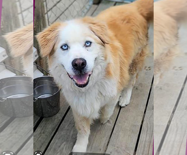 Medium Photo #2 Goberian Puppy For Sale in Murfreesboro, NC, USA